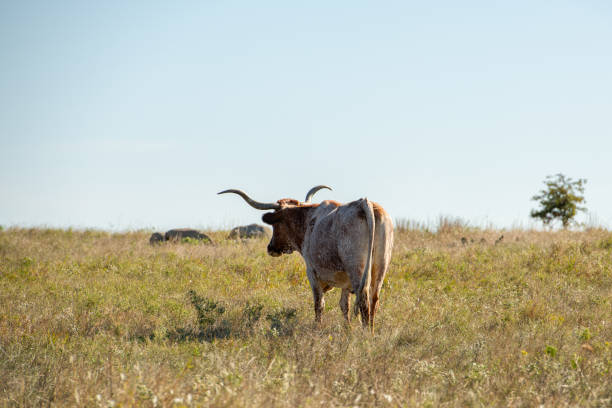 teksas longhorn - texas longhorn cattle bull cattle wild west zdjęcia i obrazy z banku zdjęć