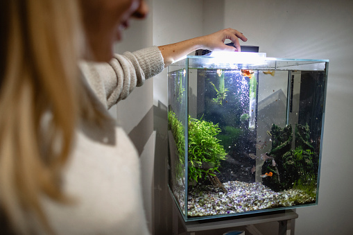 Woman feeding her tropical fish while at home.