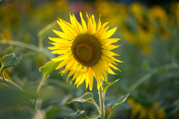 istock Sunflower on natural background 1198461358