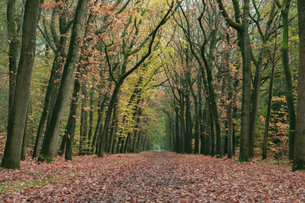 istock Forest path covered in brown leaves in autumn. 1198462654