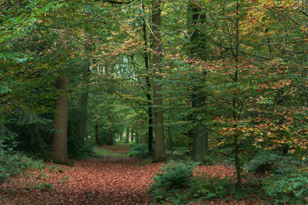 istock Pathway covered in leaves in autumn forest. 1198462672