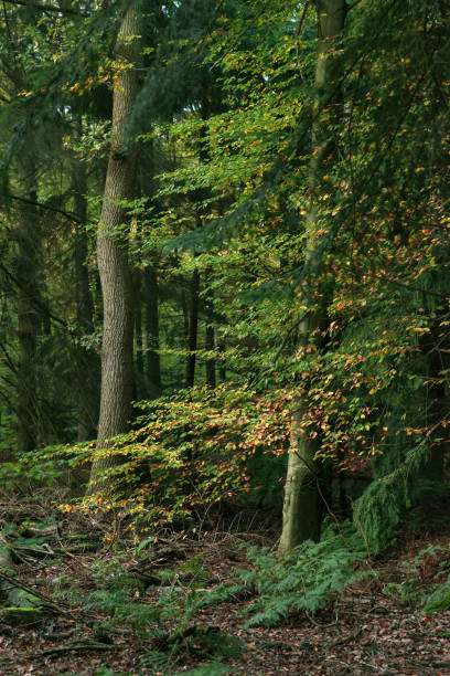 istock Yellow and orange colored leaves in autumn forest. 1198462674