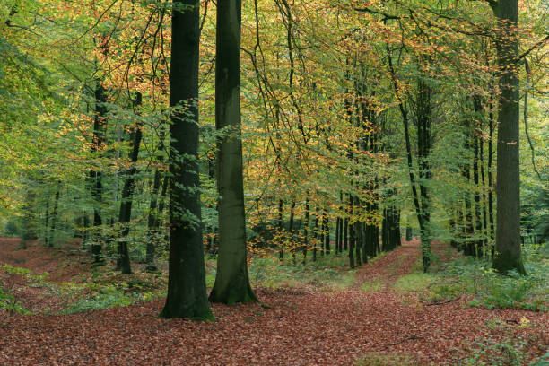 istock Pathway covered in leaves in autumn forest. 1198462680