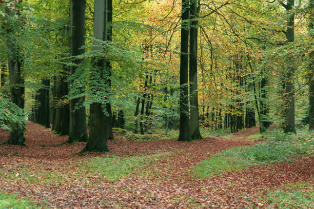 istock Pathway covered in leaves in autumn forest. 1198462701