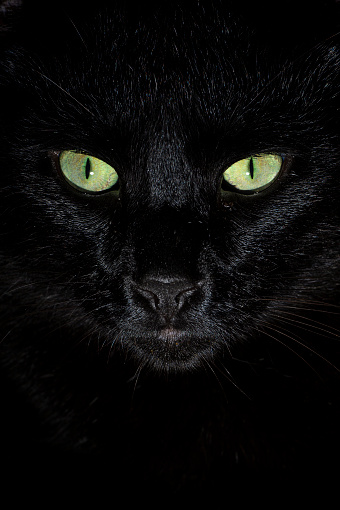close-up of black cat