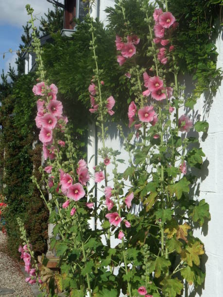 istock Garden hollyhock lcea Althea rosea 1198468488