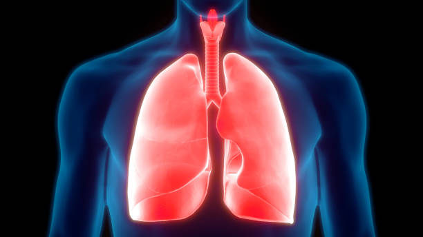 istock Human Respiratory System Lungs Anatomy 1198469730