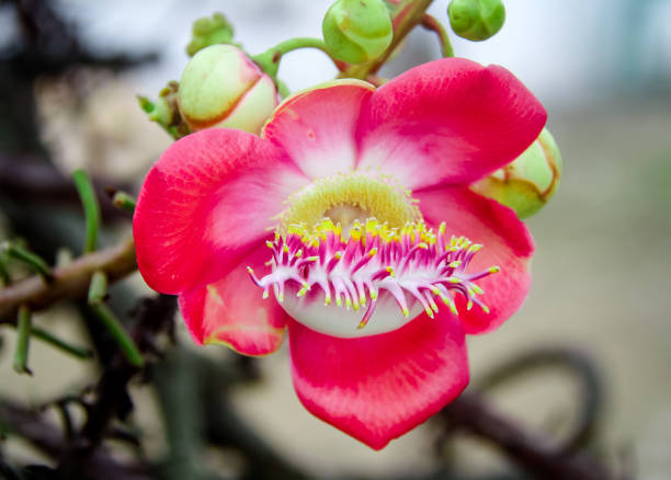 istock Beautiful pink flower blooming in nature 1198470719
