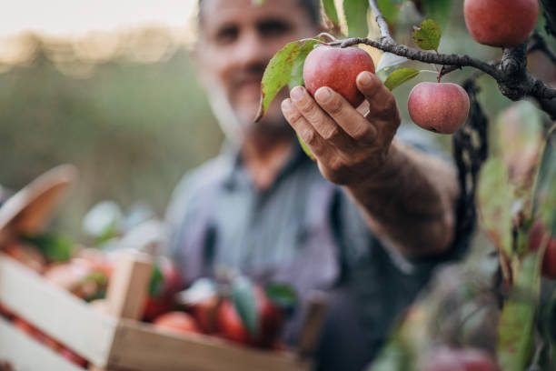 homme dans le verger de pomme - picking up photos et images de collection