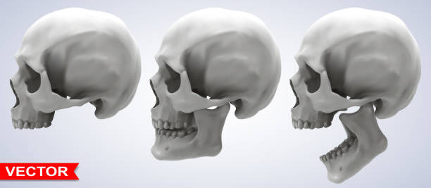 istock Detailed graphic photorealistic human skulls set 1198471573