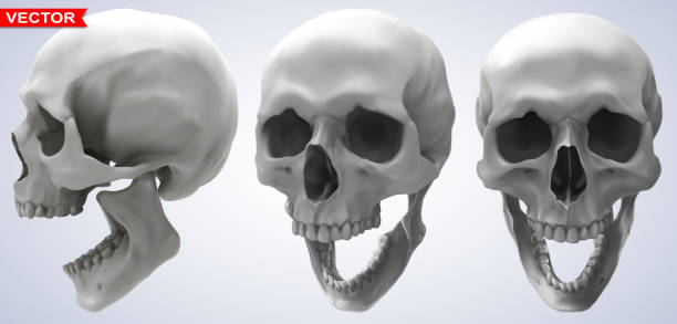 istock Detailed graphic photorealistic human skulls set 1198471604