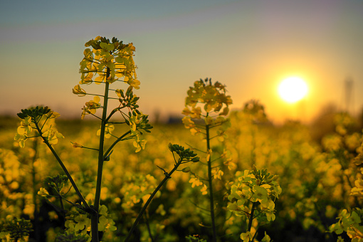 close up flowering rapeseed canola or colza in latin Brassica Napus, plant for green energy and oil industry, rape seed on warm sunset background