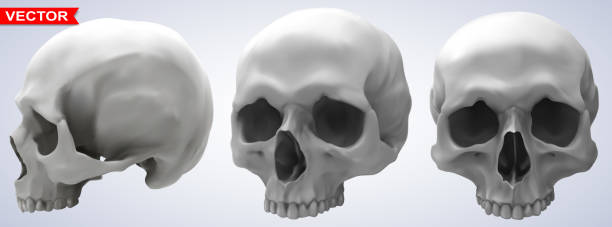 istock Detailed graphic photorealistic human skulls set 1198471627