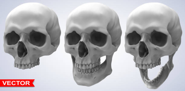 istock Detailed graphic photorealistic human skulls set 1198471646