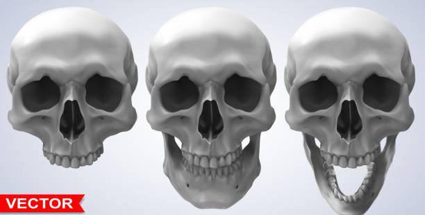 istock Detailed graphic photorealistic human skulls set 1198471655