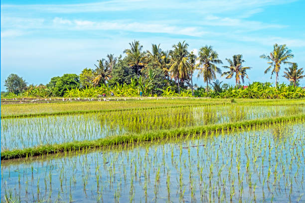 Rice fields near Tanah Lot on Bali Indonesia Rice fields near Tanah Lot on Bali Indonesia tanah lot stock pictures, royalty-free photos & images