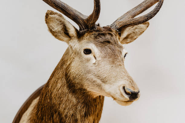 istock Deer trophy on the wall isolated 1198471773