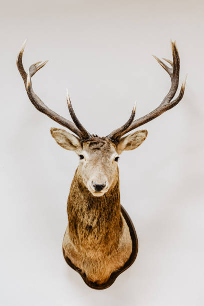 trophée de cerf sur le mur - antler stag deer trophy photos et images de collection