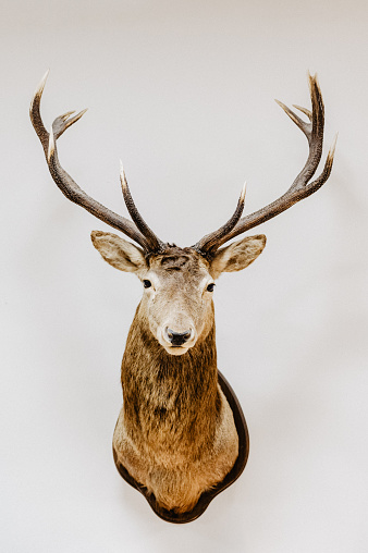shot deer hangs on the wall as a trophy
