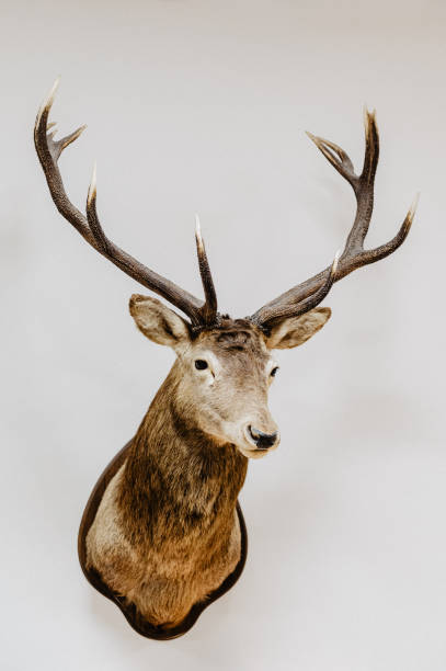 istock Deer trophy on the wall isolated animal welfare 1198471779