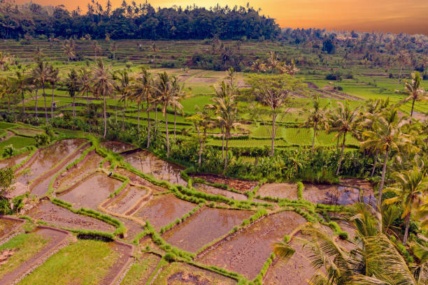 воздух с рисовых террас в sidemen на бали индонезии на закате - sidemen стоковые фото и изображения
