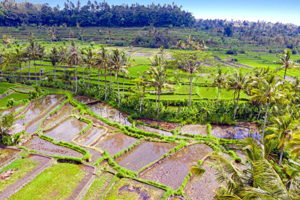 воздух с рисовых террас в sidemen на бали индонезии - sidemen стоковые фото и изображения