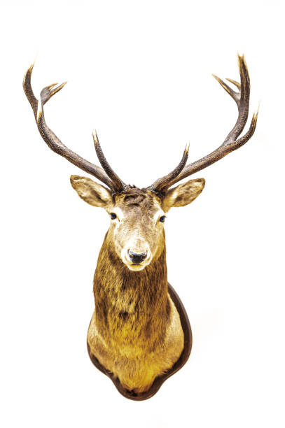 troféu dos cervos na parede isolada - deer stag wall animal head - fotografias e filmes do acervo