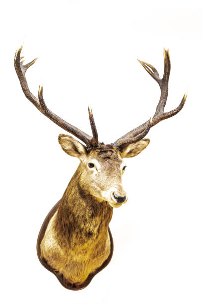 istock Deer trophy on the wall isolated 1198471788