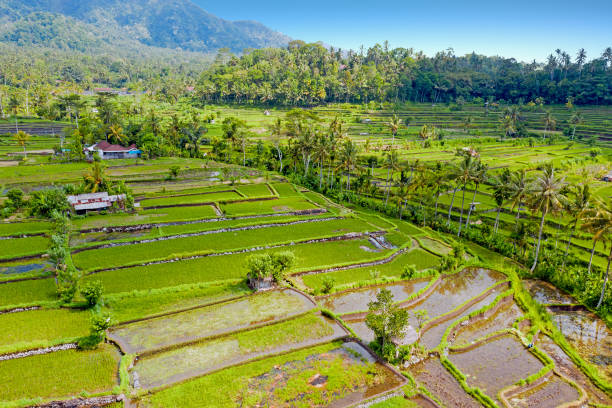 воздух с рисовых террас в sidemen на бали индонезии - sidemen стоковые фото и изображения