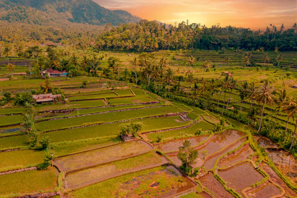 воздух с рисовых террас в sidemen на бали индонезии на закате - sidemen стоковые фото и изображения