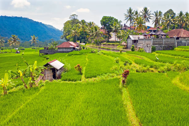 空中從水稻梯田在巴厘島印尼的西門 - sidemen 個照片及圖片檔