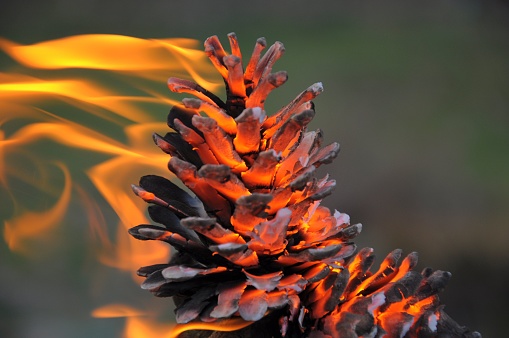 Pinecone on fire against blurry background