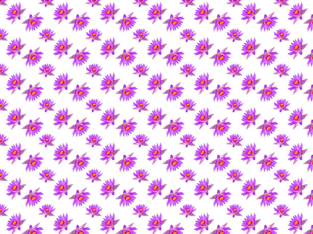 보라색 보라색 연꽃 꽃 또는 수련 원활한 패턴 배경 벽지. 선물 포장 패턴. - floating on water petal white background water stock illustrations