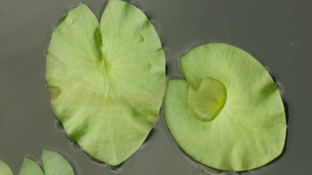istock exotic green leaves with raindrop 1198474631