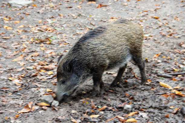 View of a young boar, Sus scrofa