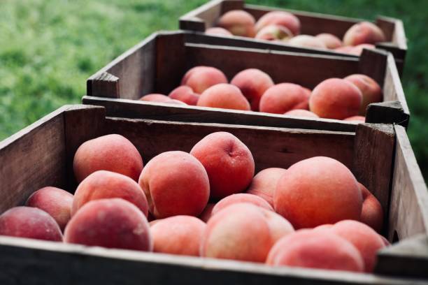 peach orchard, peach picking , peach in crates - nectarine peach red market imagens e fotografias de stock