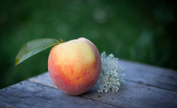 pfirsich-obstgarten, pfirsichpflücken, pfirsich in kisten - georgia peach stock-fotos und bilder