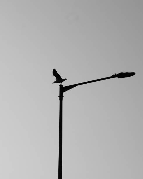 istock SILHOUETTE OF SINGLE CRAB PLOVER BIRD 1198479023