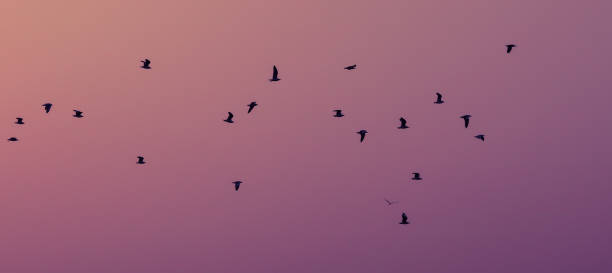 istock SILHOUETTE OF SINGLE CRAB PLOVER BIRD 1198479087