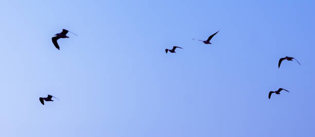istock SILHOUETTE OF SINGLE CRAB PLOVER BIRD 1198479255