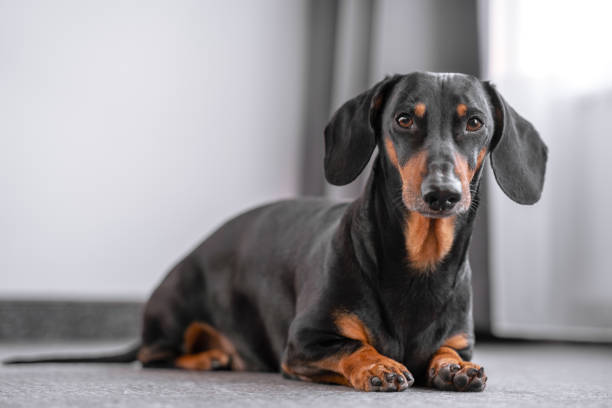 lindo dachshund negro y bronceado se encuentra frente a la ventana, fondo blanco, aspecto de perro bonito. - dachshund dog sadness sitting fotografías e imágenes de stock