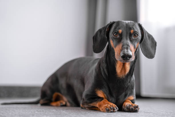 cute black and tan dachshund lies in front of the window, white background, pretty dog look. - dachshund dog sadness sitting imagens e fotografias de stock