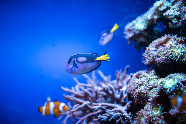 clown fish stock photo