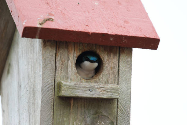 istock Swallow in a birdhouse 1198482999