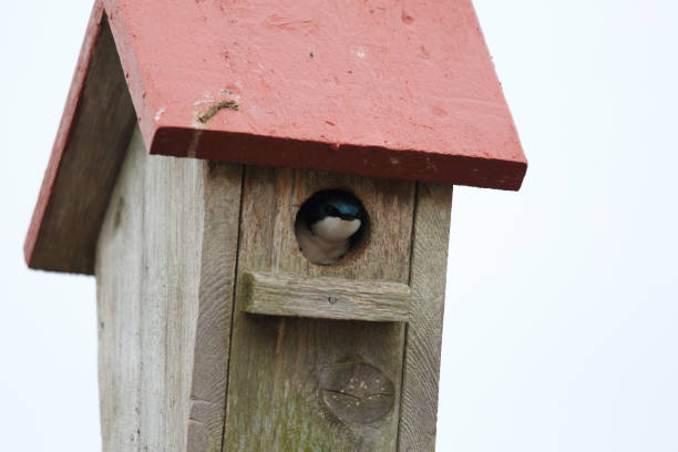 istock Swallow in a birdhouse 1198483019