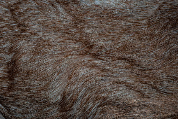 istock Dog fur closeup texture background. 1198485240
