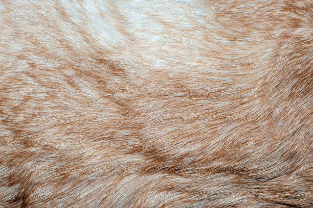 istock Dog fur closeup texture background. 1198485261