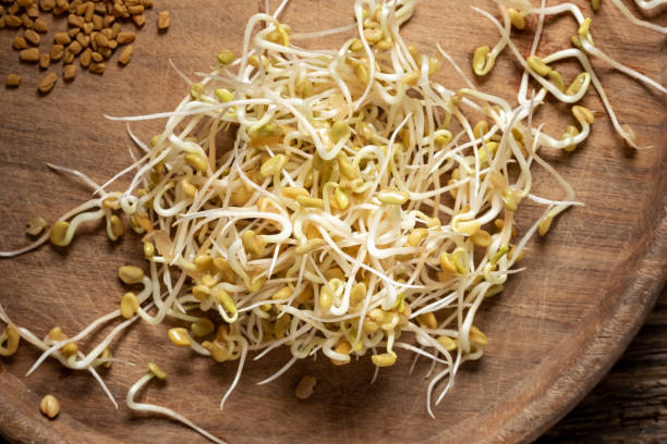 istock Freshly grown fenugreek sprouts 1198485325