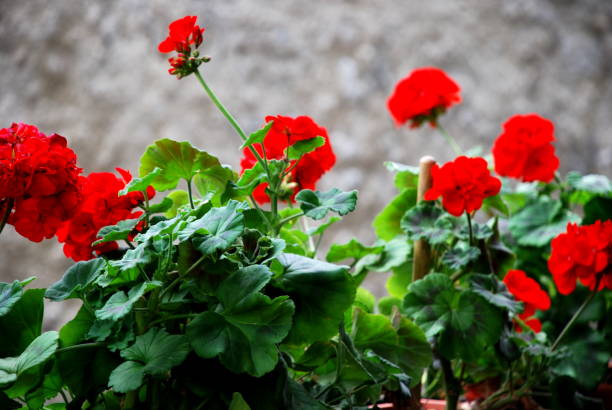 istock Plants of balcony 1198485382