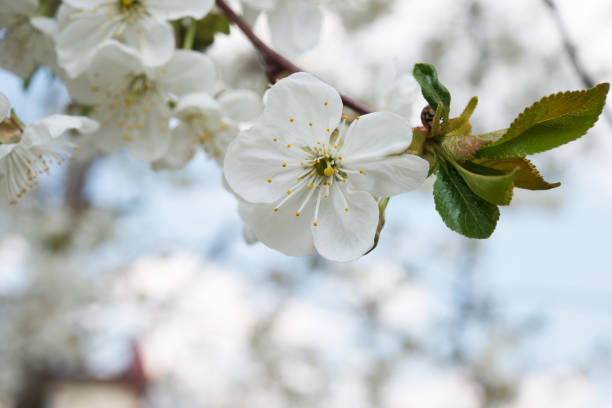 Blooming Sweet Cherry (Prunus avium) in Guelph park, Ontario, Canada